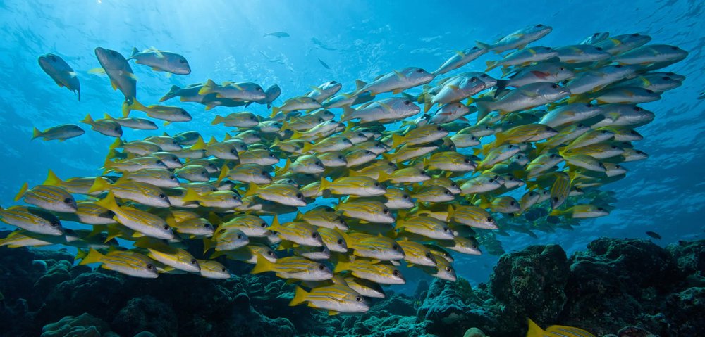 Косяк рыб на Мальдивах