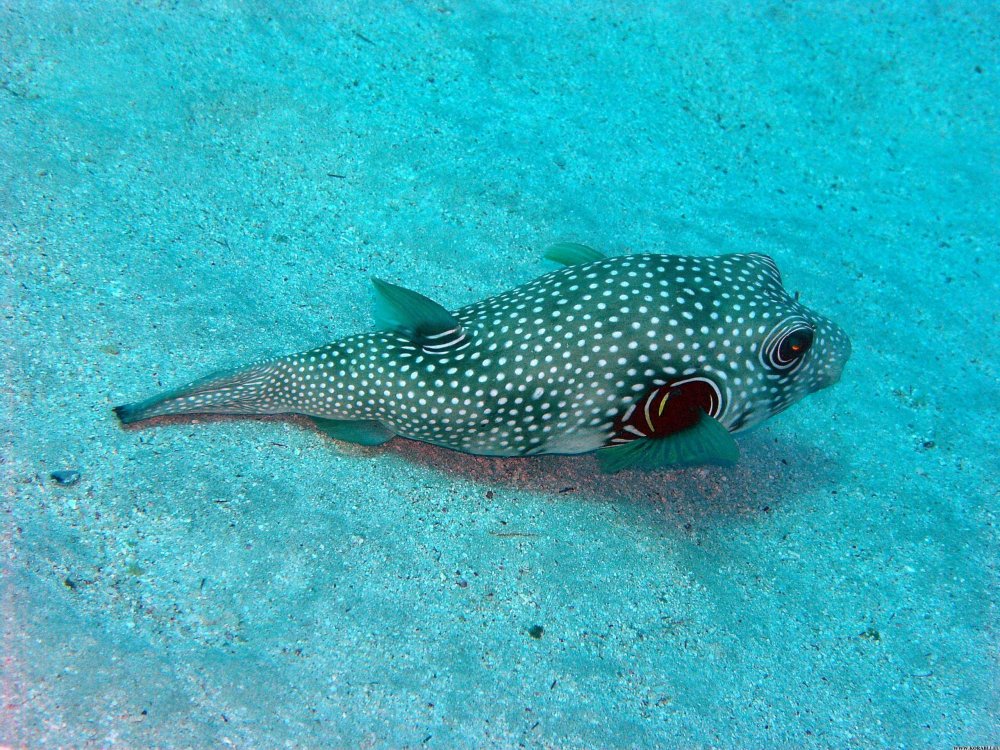 Рыба на Мальдивах желтая кусачая