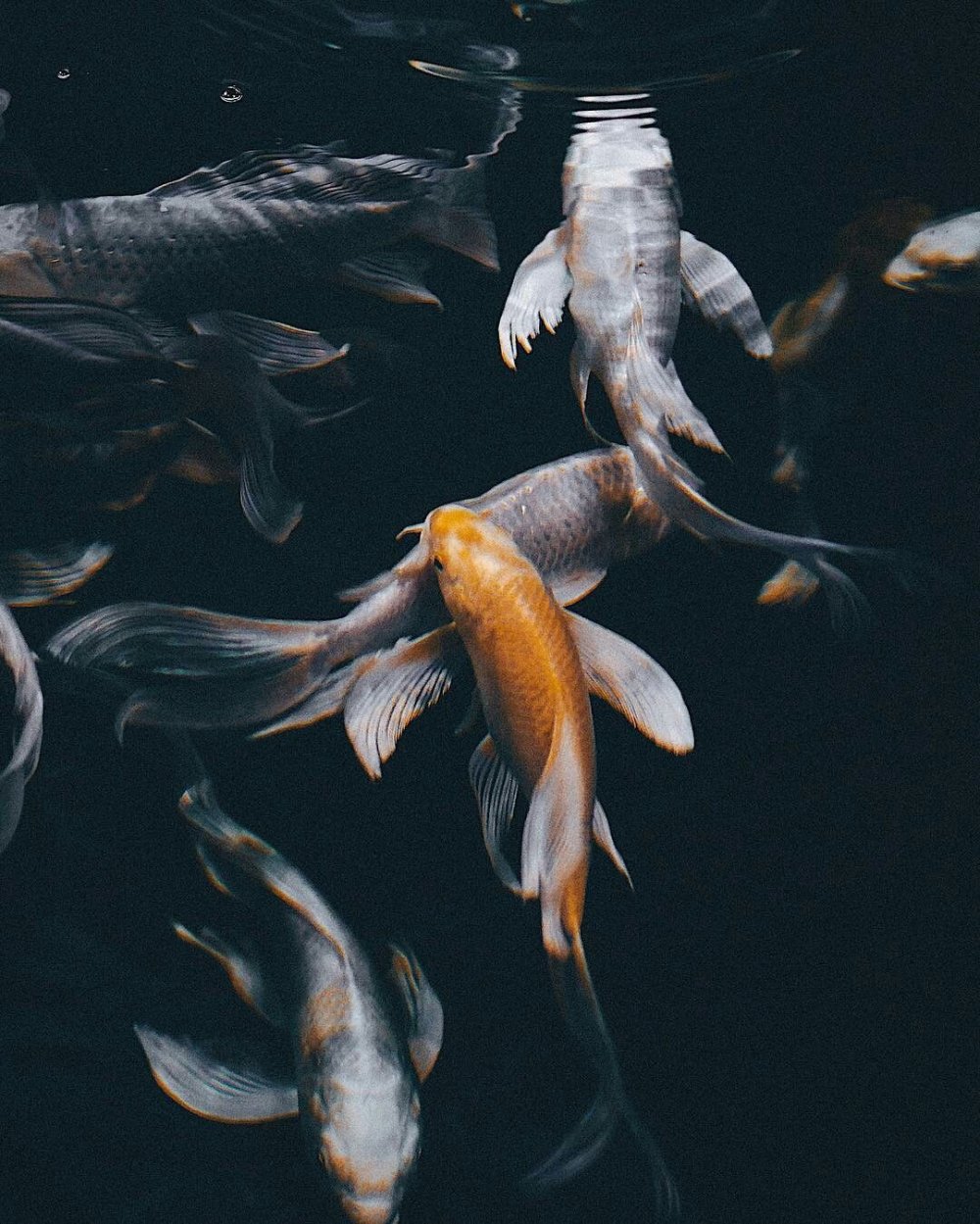 Золотая рыбка Эстетика