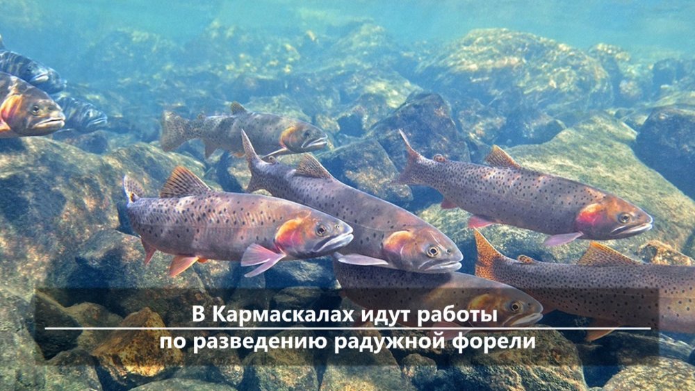 Алтайский заповедник рыбы Таймень
