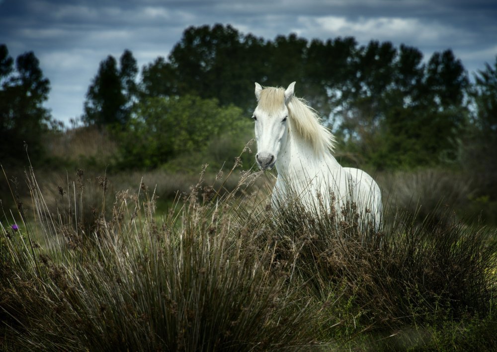 Белая лошадь в поле