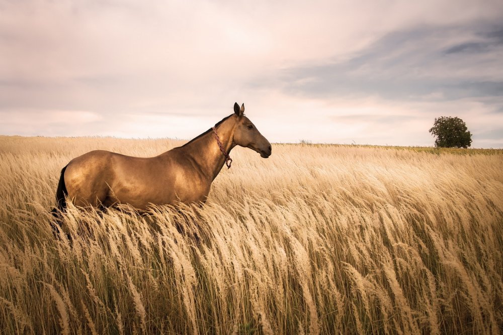 Лошадь в пшеничном поле