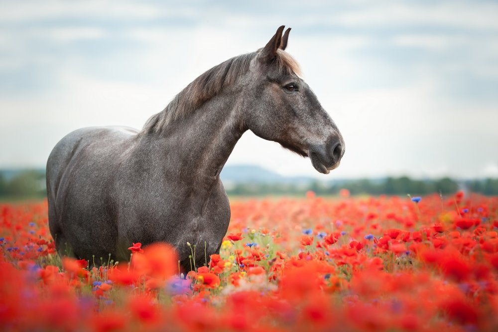 Лошадь в маковом поле