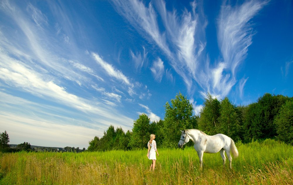 Белая лошадь в поле