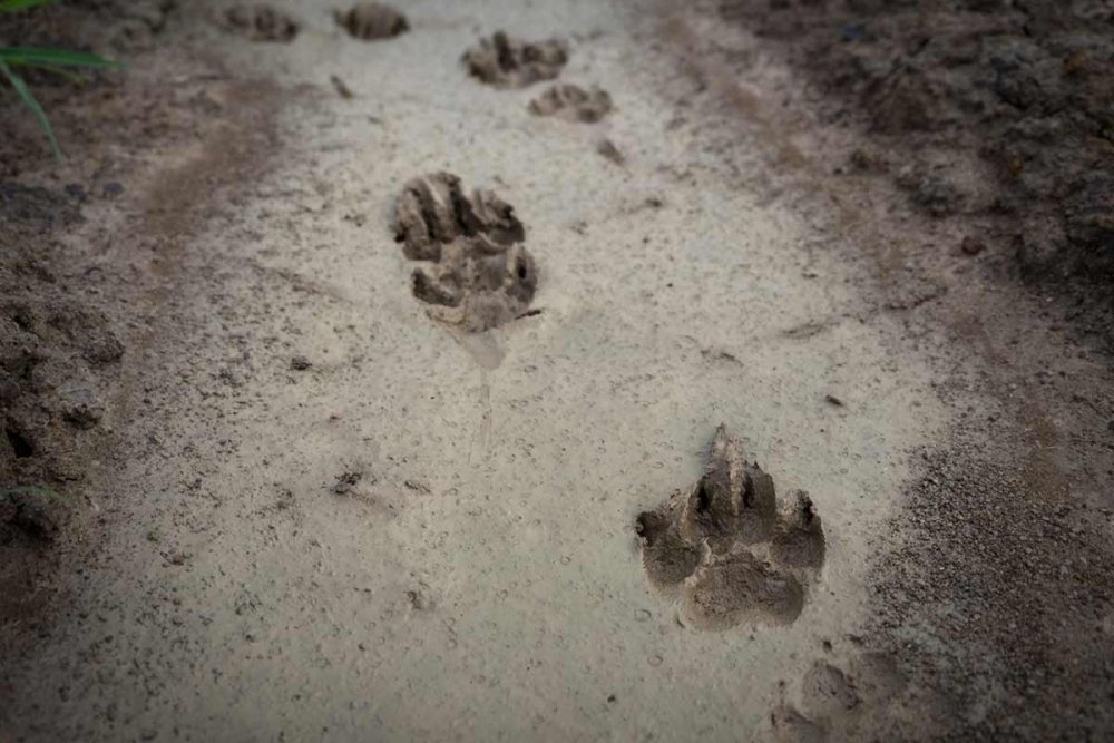 Следы енотовидной собаки на грязи