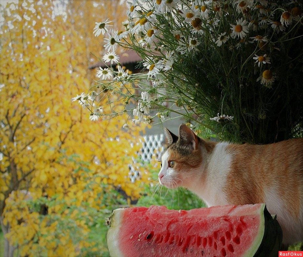 Тайская кошка осень
