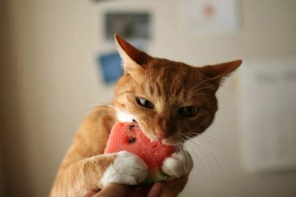 Рыжий кот ест Арбуз