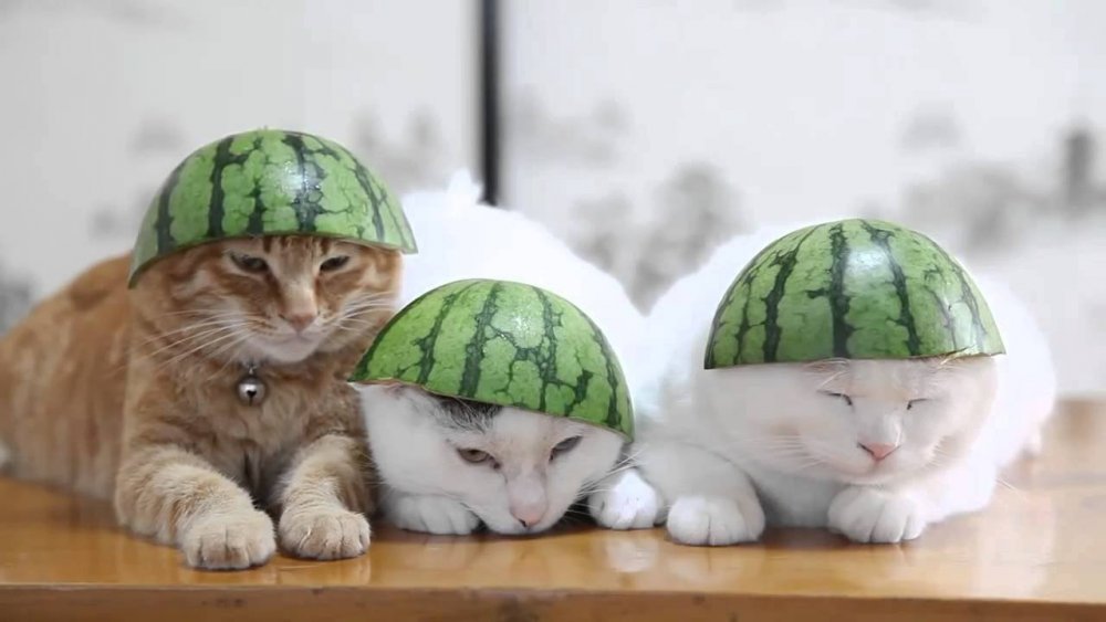 Кот в шлеме из арбуза