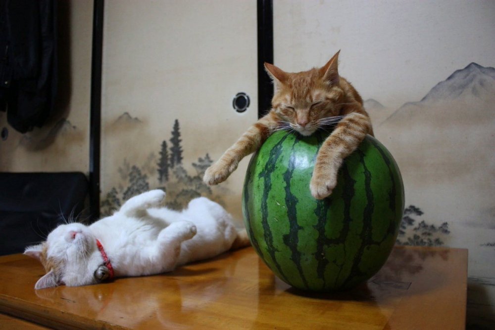 Коты и арбузы