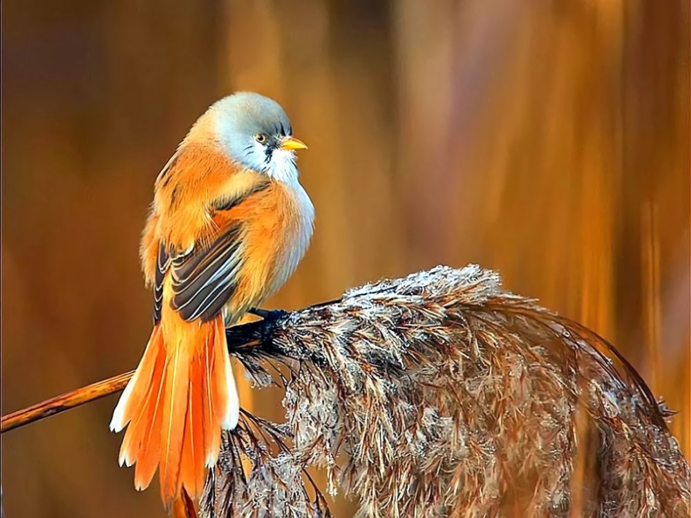 Оранжевая птичка