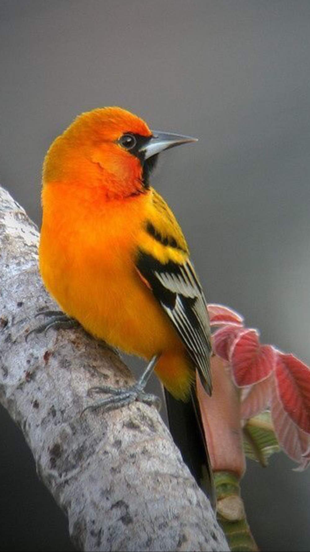 Красивая птица оранжевая