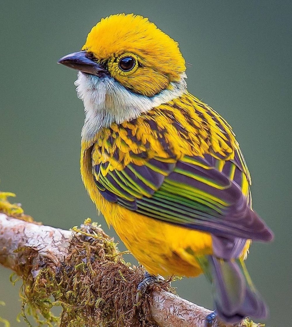 Желтая танагра птица