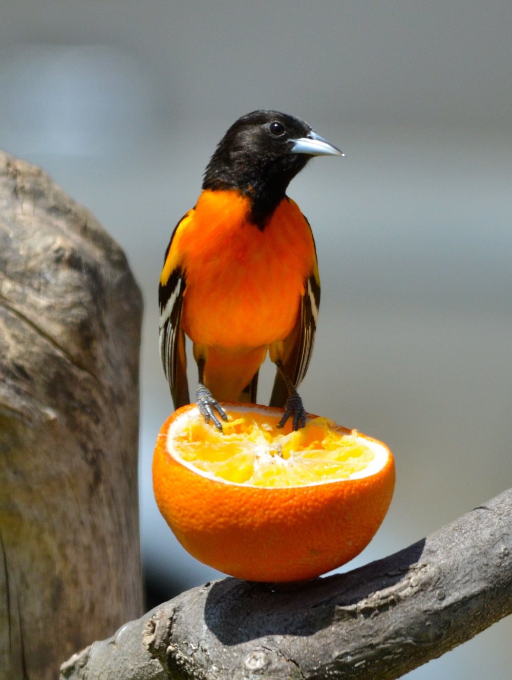Птичка Балтимор оранж