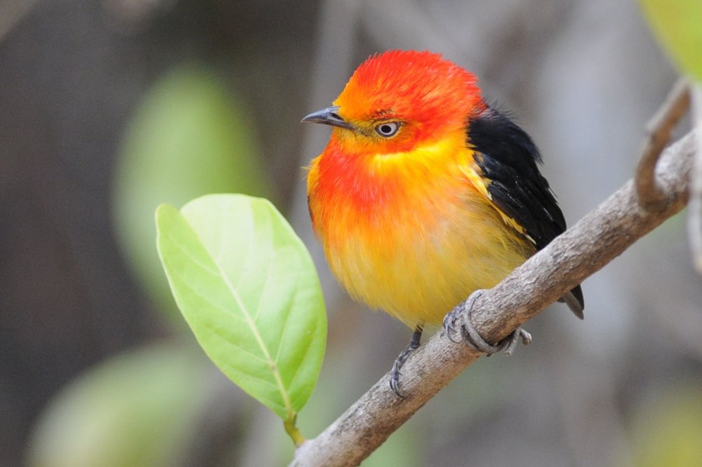 Птица с оранжевой головой