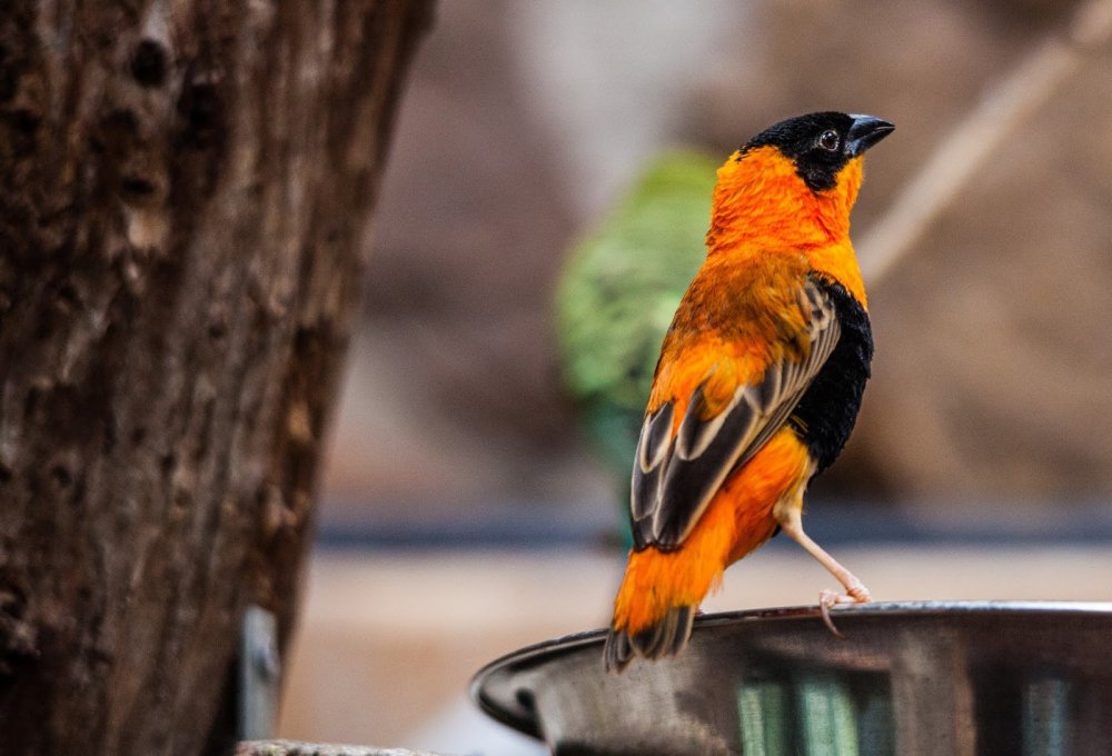 Птицы с оранжевым оперением