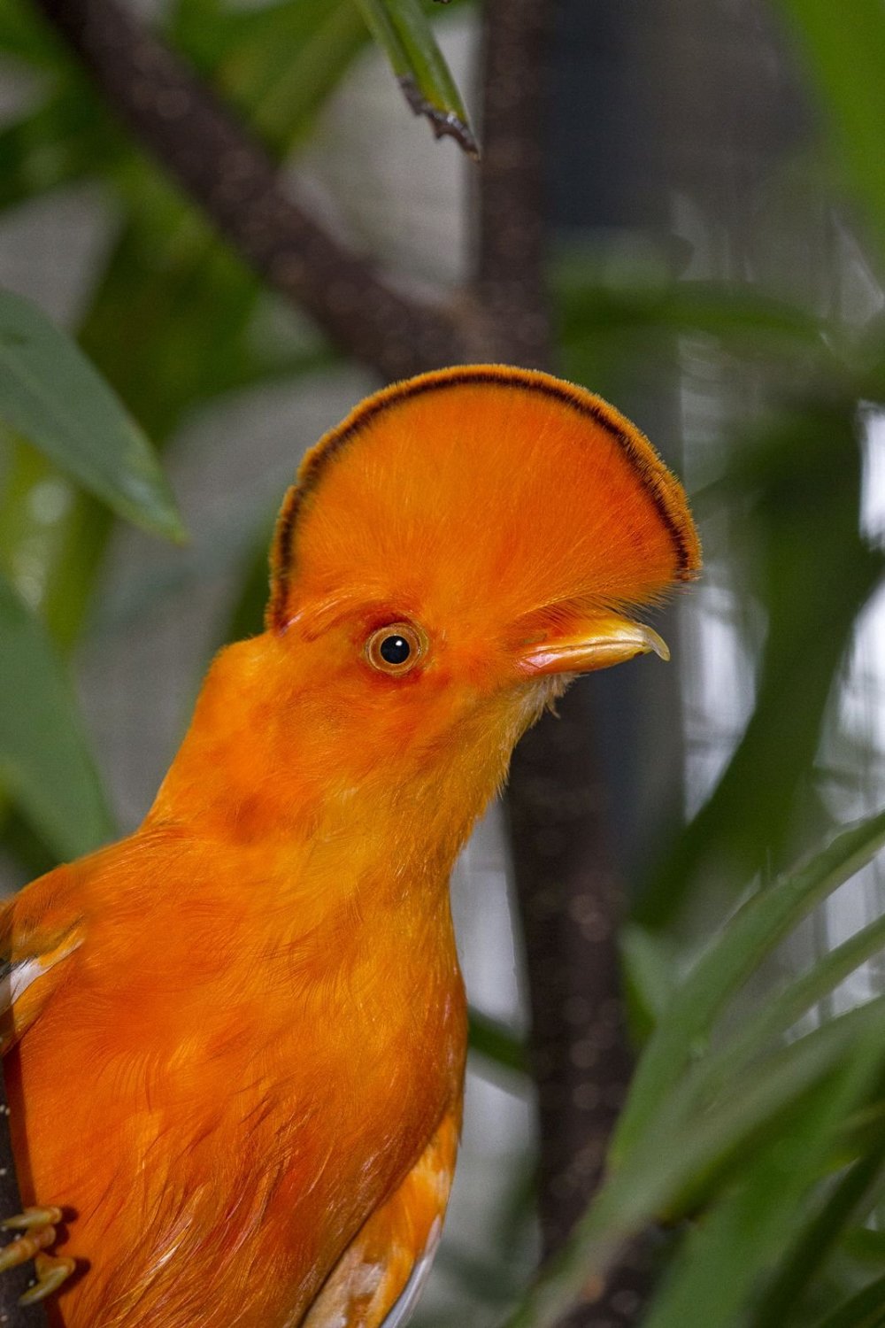 Животное оранжевого цвета