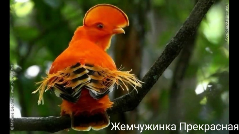 Оранжевая птица