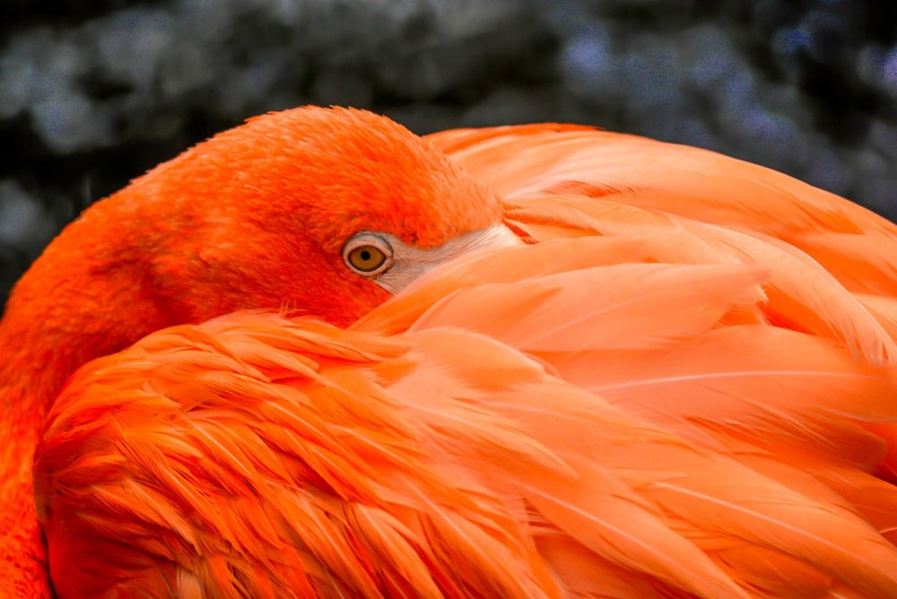 Оранжевая птица большая
