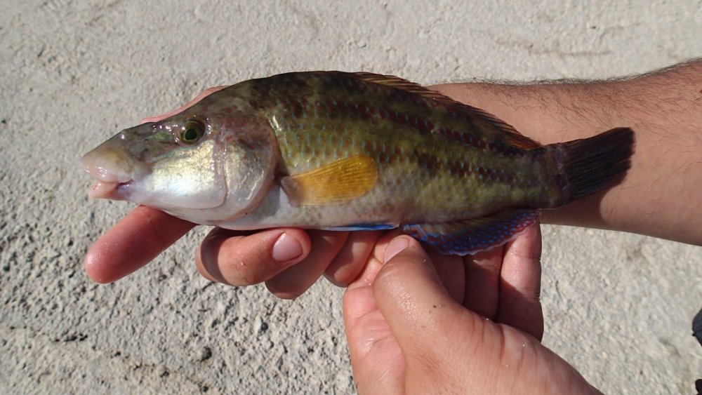 Черноморская рыба зеленуха съедобная