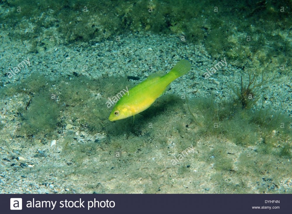 Зелененькая рыба в черном море