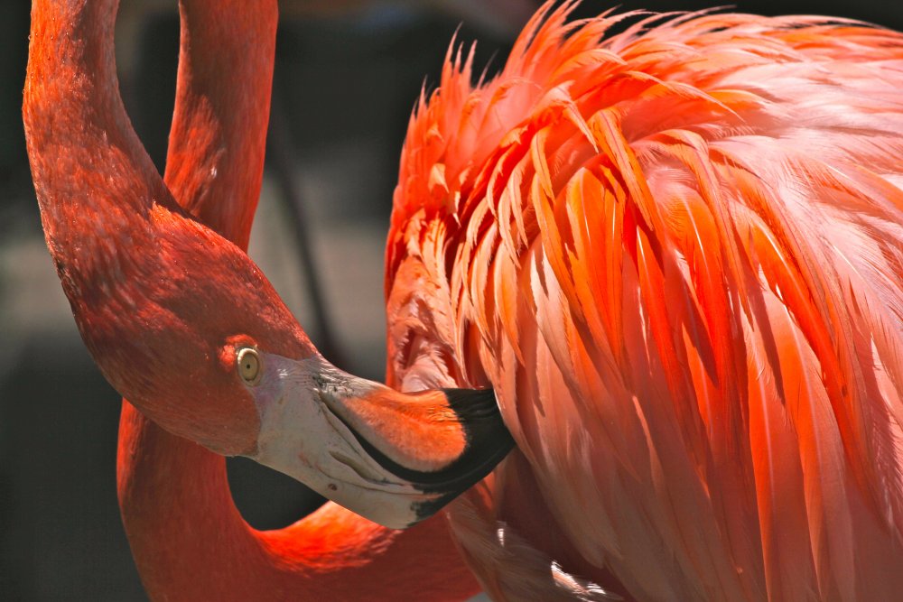 Оранжевый Фламинго