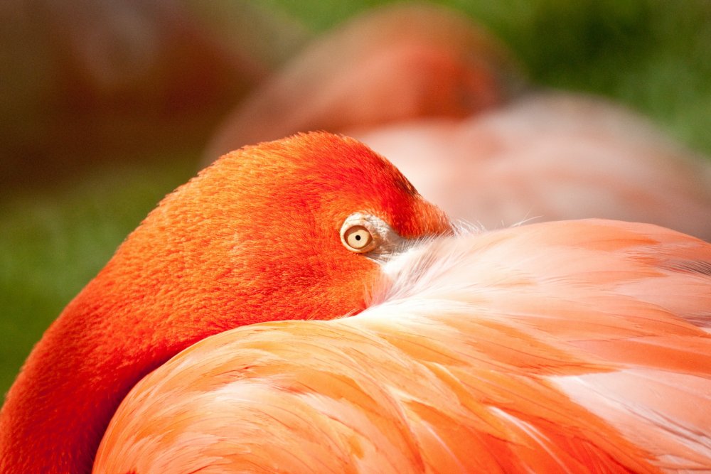 Красные птицы Фламинго