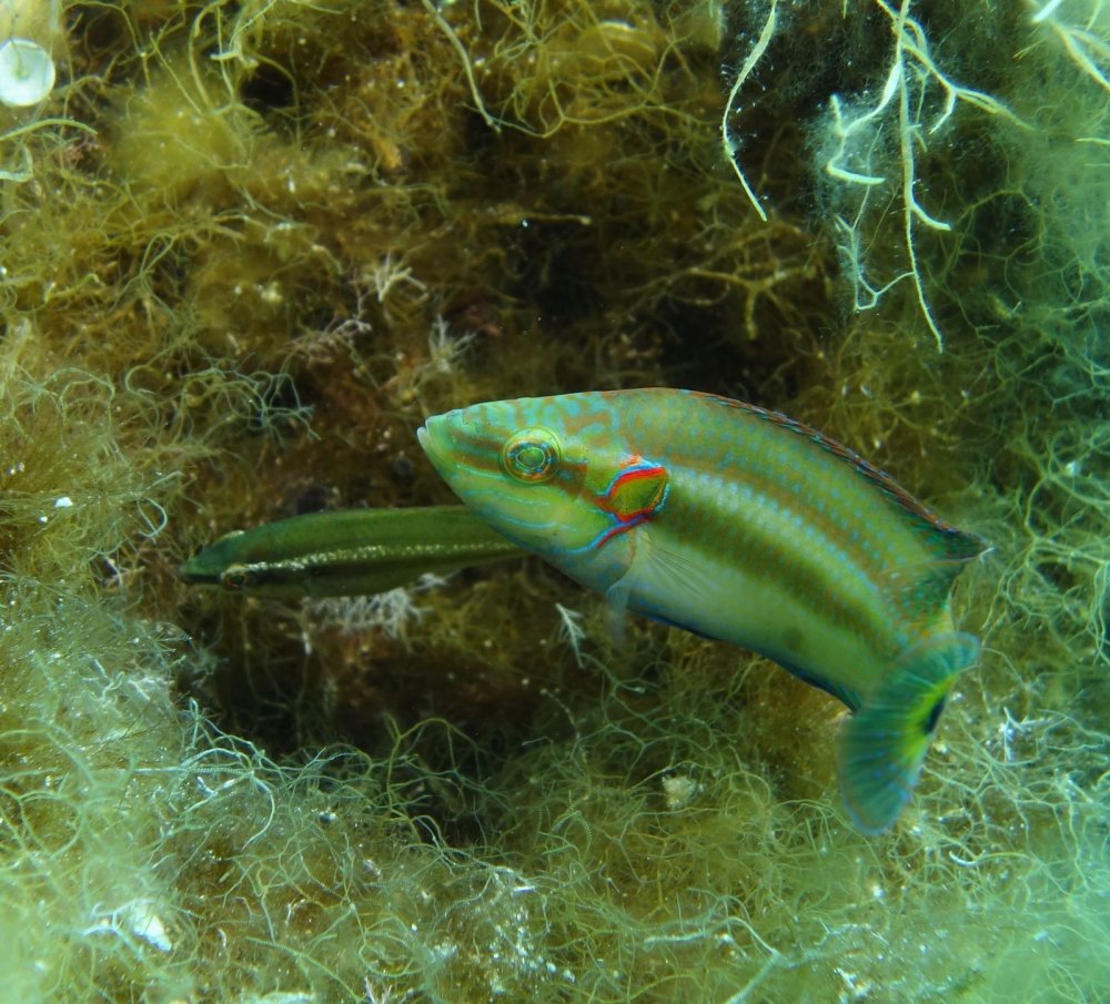 Черноморская рыба зеленуха