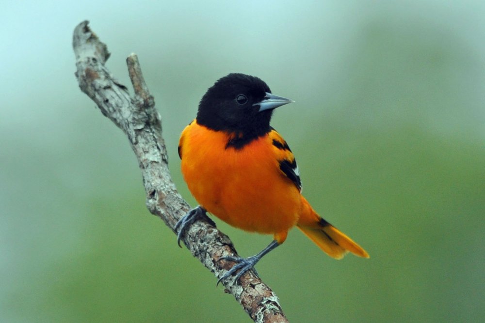 Оранжевая птица