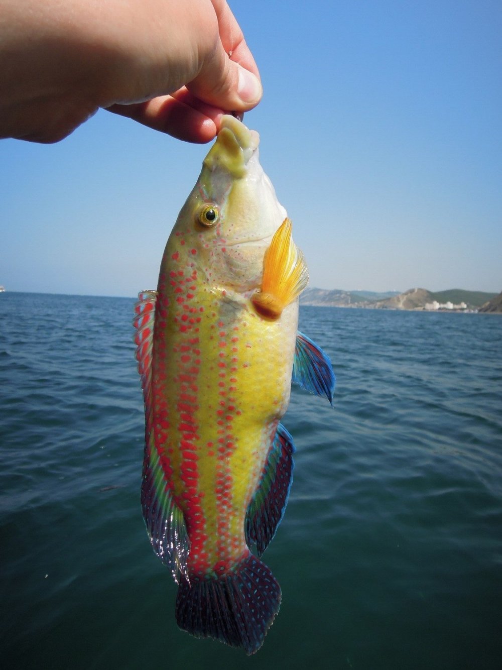 Черноморская рыба зеленуха