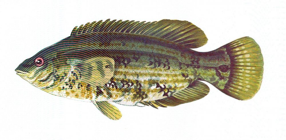 Рыбка зеленушка черное море