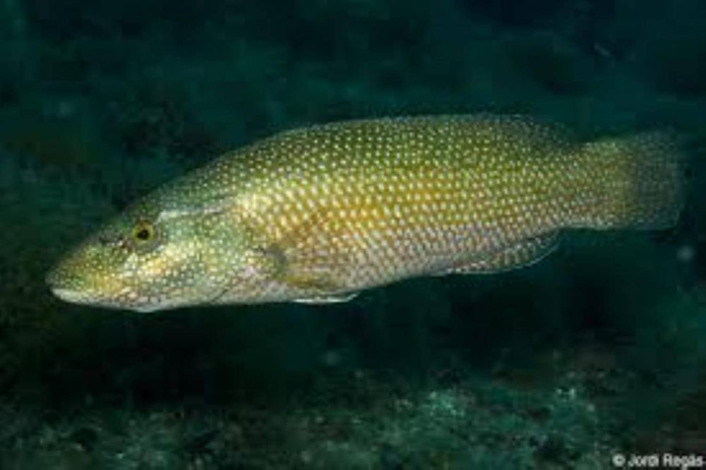 Рыба зеленушка из черного моря