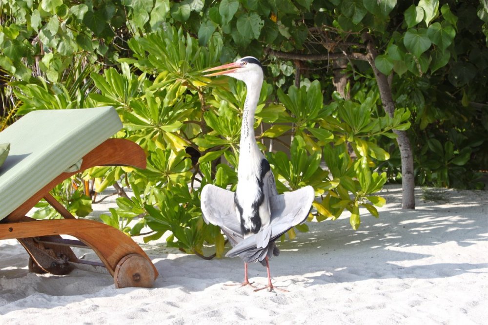 Птицы Мальдивских островов