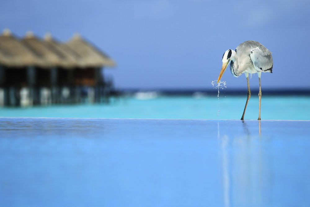 Птицы Мальдивских островов
