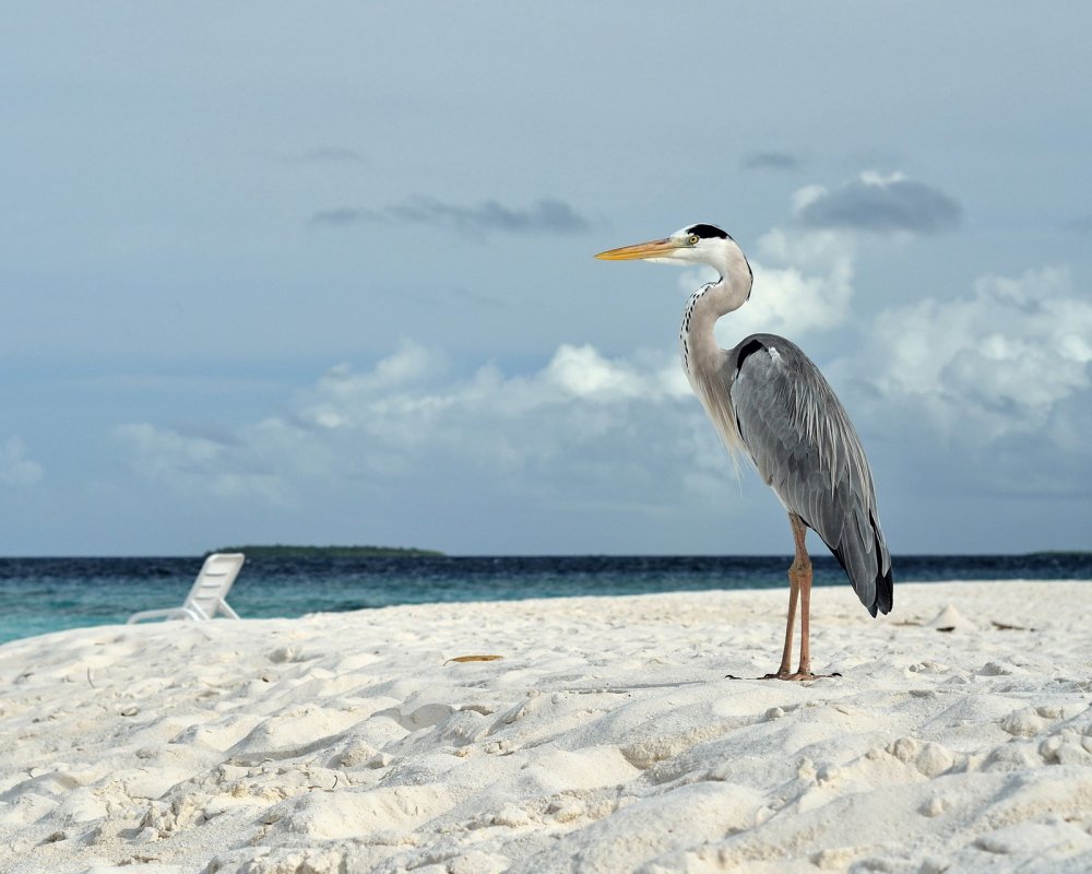 Пеликан на Мальдивах