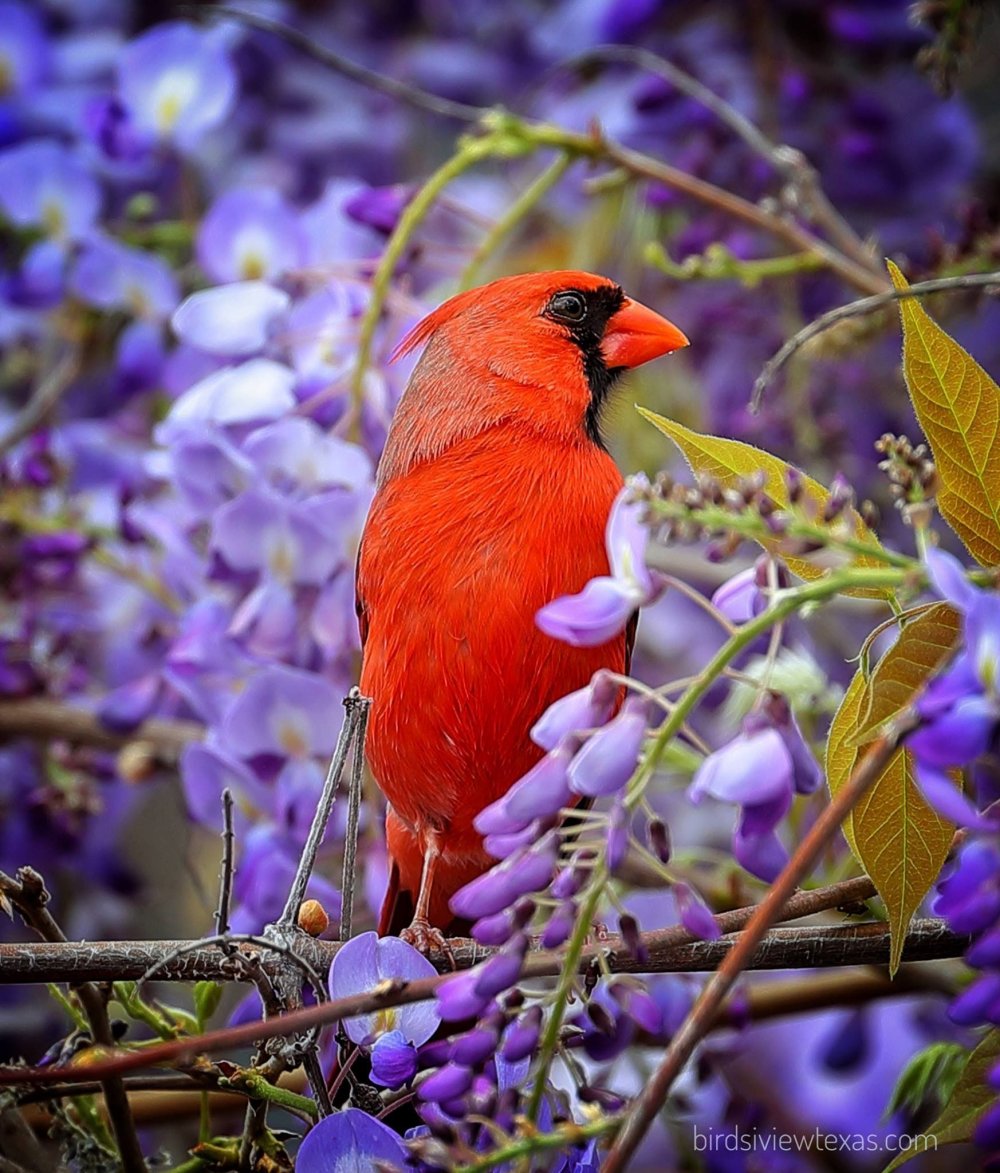 Птица с красной спиной