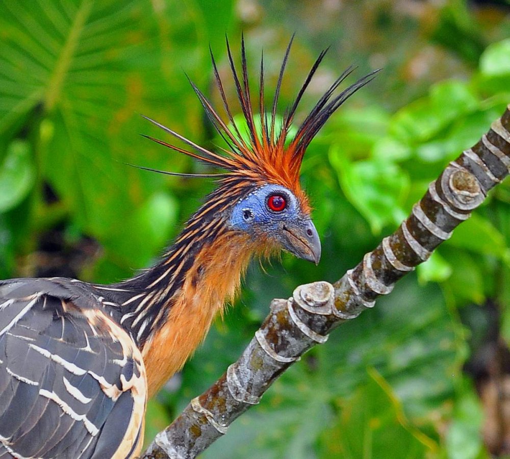 Тропическая птица гоацин
