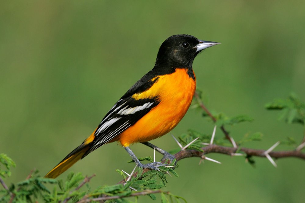 Черно оранжевая птица