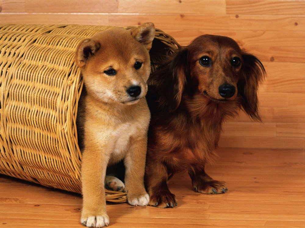 Собачки например. Алисия Браун порода собак. Красивые домашние собаки. Домашняя собака. Красивые собаки для квартиры.