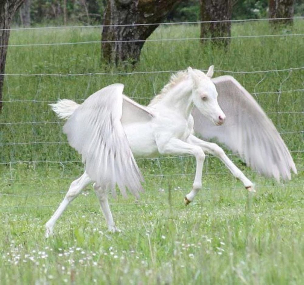 Летающий белый конь