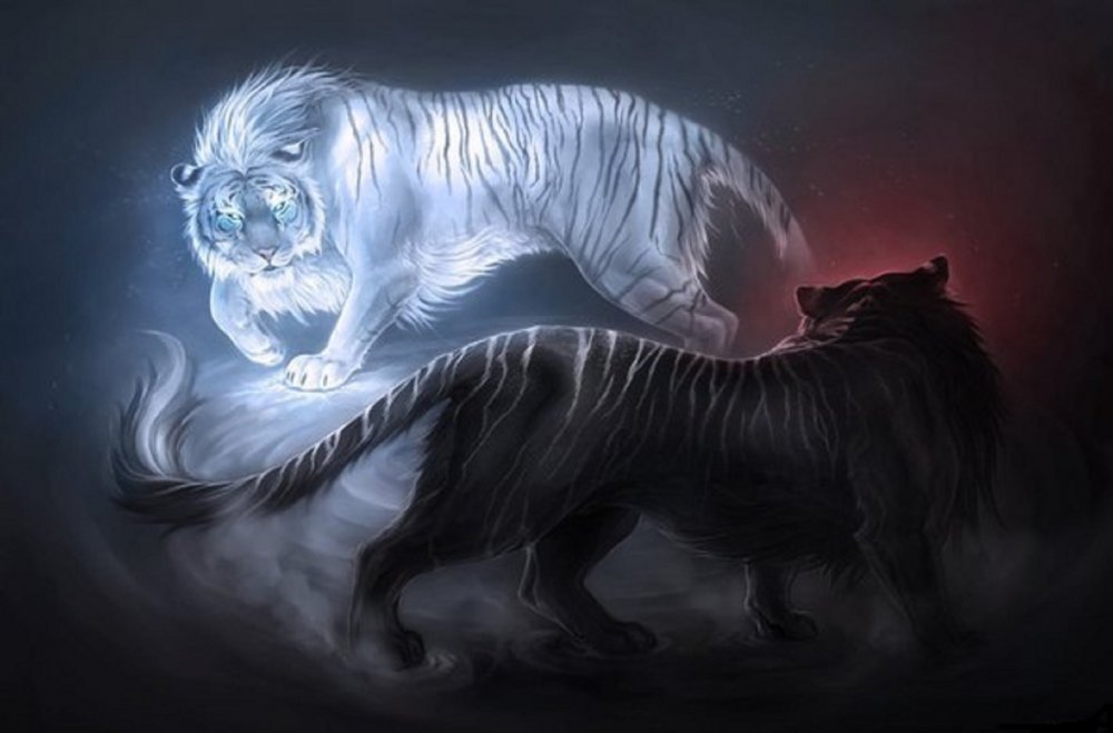 Черный тигр и белый тигр