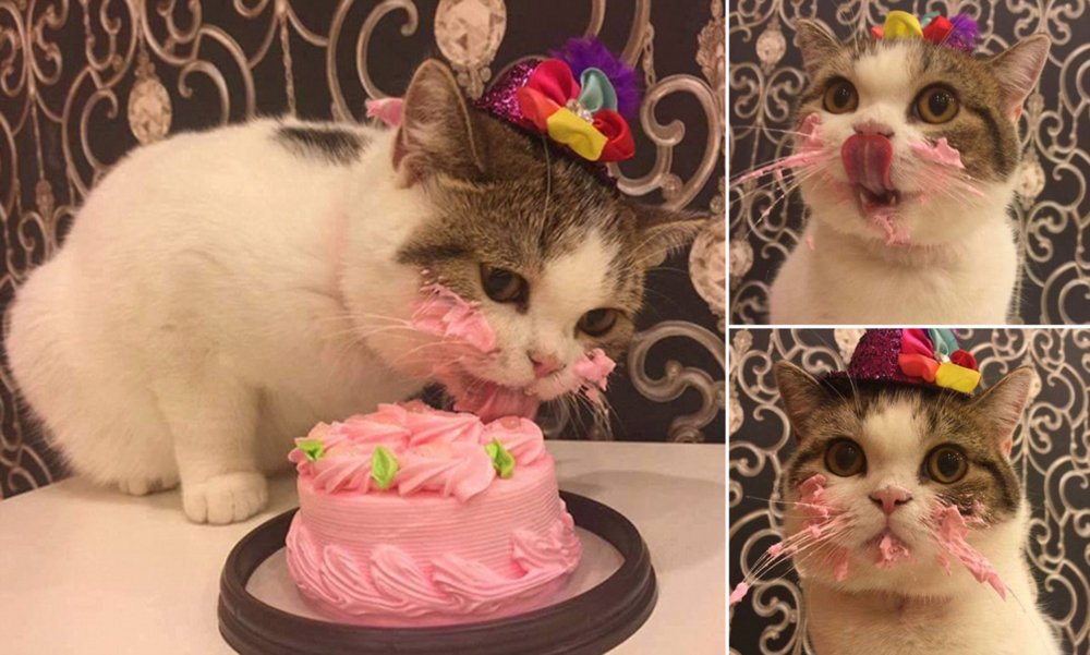 Эстетика кот ест торт