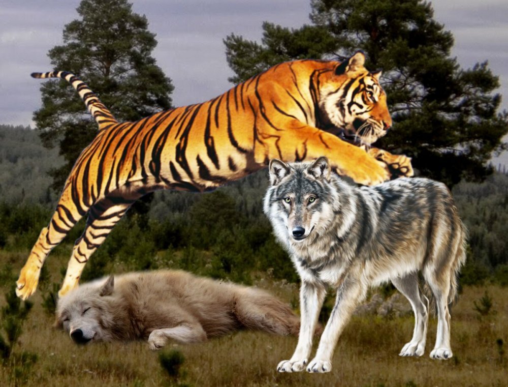Амурский тигр против Волков