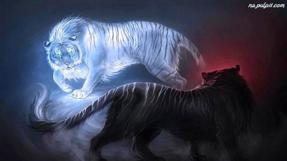 Черный тигр и белый тигр