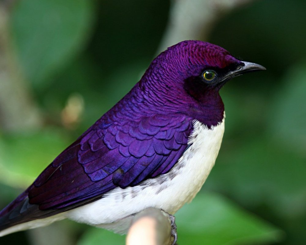 Неразлучники попугаи фиолетовые