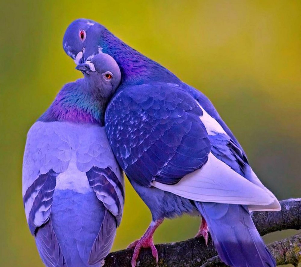 Разноцветные голуби