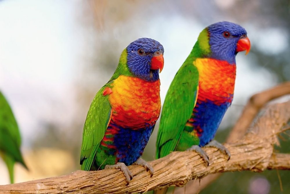 Красивые разноцветные животные