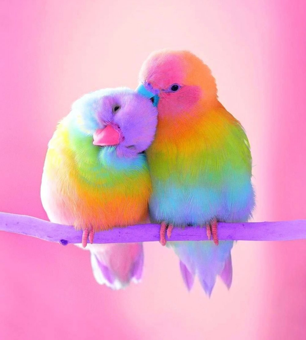 Красочные попугаи