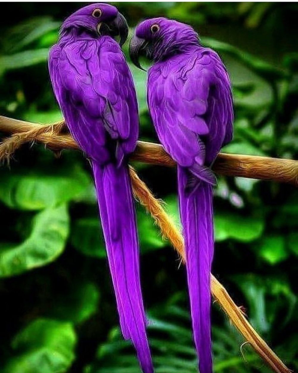 Животные фиолетового цвета в природе