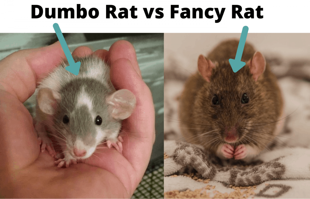 Крыса обычная и Дамбо сравнение