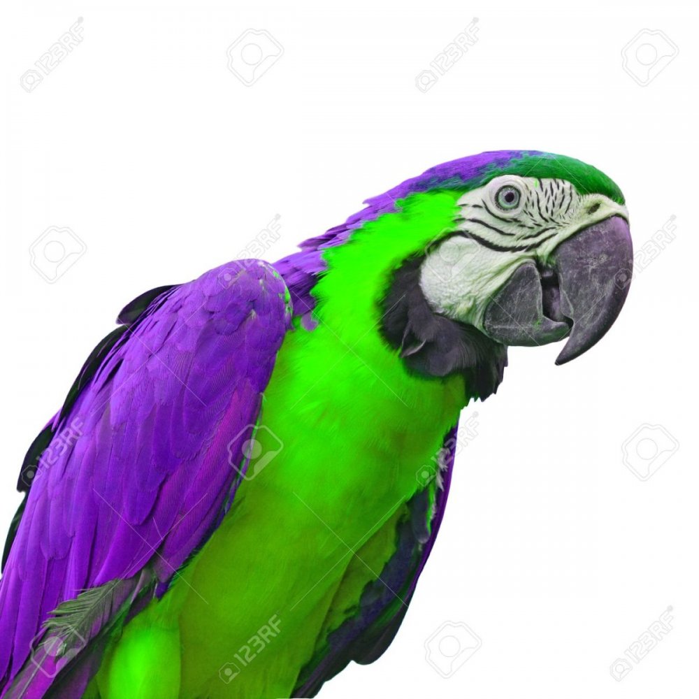 Радужный попугай волнистик